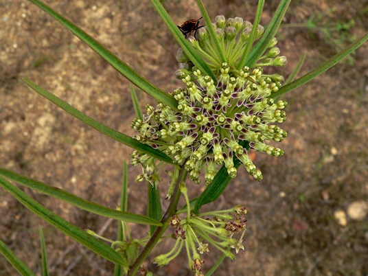 {Asclepias hirtella}